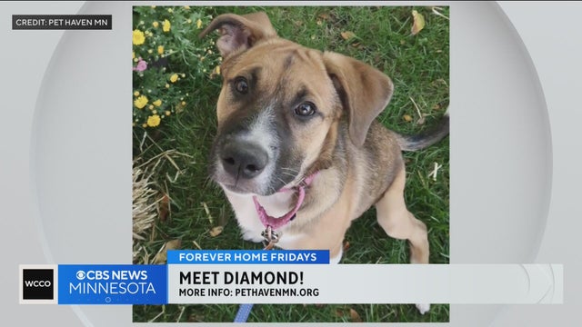 Meet Diamond, a German shepherd mix rescued with two leg fractures and now ready for a home