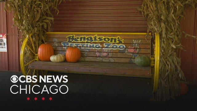 5 E. coli cases might be linked to Bengtson's Pumpkin Farm in Homer Glen, Illinois