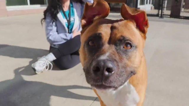 Furry Friday: Meet Ramses the kitten and Nova the dog