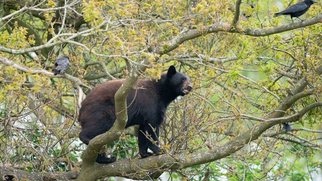 Bear cubs released at Woburn Safari Park 