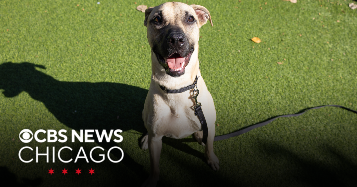 Meet Jill, PAWS Chicago's Pet of the Week
