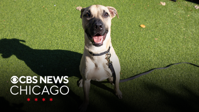 Meet Jill, PAWS Chicago's Pet of the Week