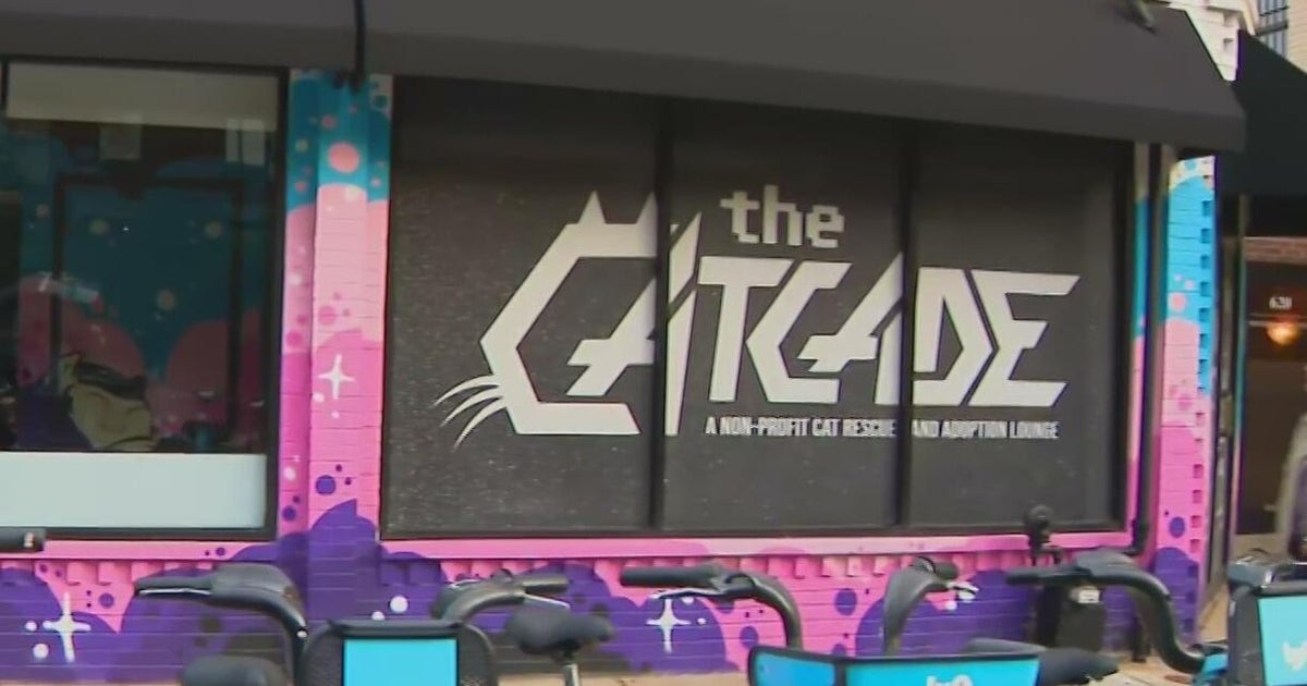 Catcade in Lakeview reopening after vandal smash front window - CBS Chicago