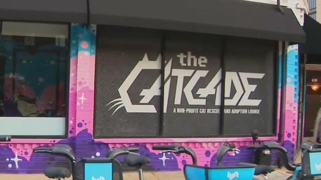 Catcade 