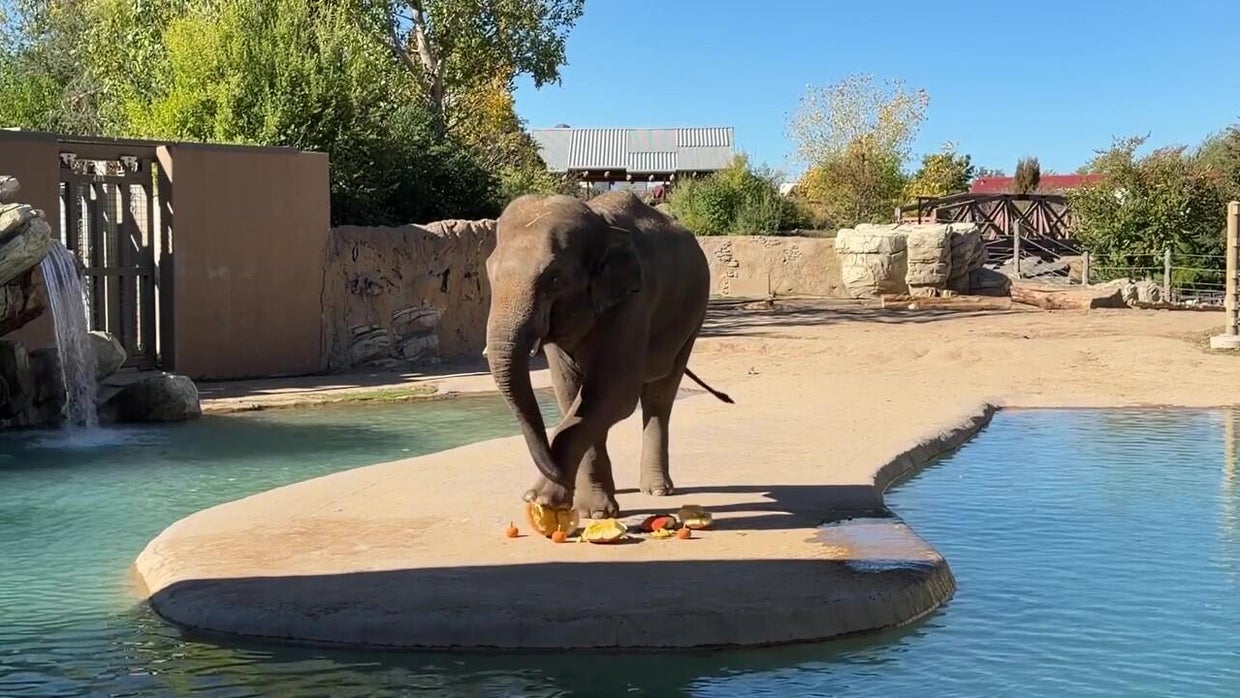Elephant at Denver Zoo enjoying fall fun by smashing pumpkins - CBS ...