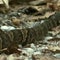 Illinois' "Snake Road" closes to cars to protect the migrating reptiles