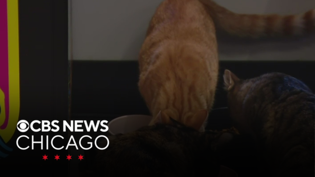 Catcade in Lakeview reopens after window busted by vandal