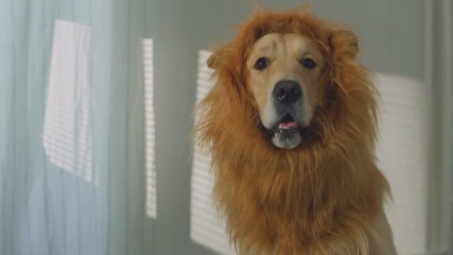 Pets and Halloween safety