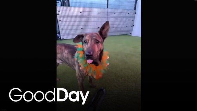 Meet this adoptable fur baby looking for her forever home! | Pet of the Week