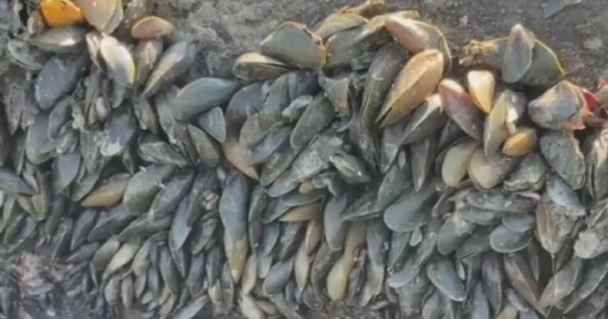 Californias golden mussel invasion sparks increased concerns from Stockton-area leaders