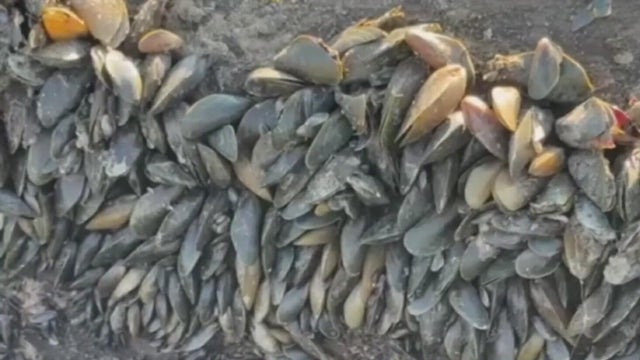 golden-mussels.jpg 