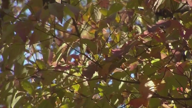 Feeling fall fatigue? Here's how to fight it