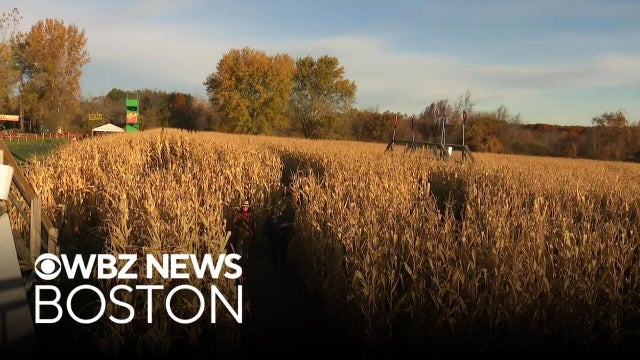 It's your last chance to get through this year's Davis Mega Maze