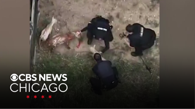 Police respond to call of escaped goats in Aurora, Colorado