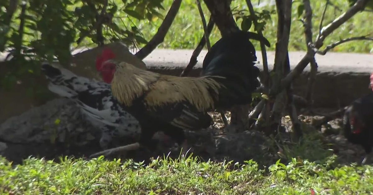 Hialeah doctor alarmed, calling for investigation after dead chickens found outside medical office building