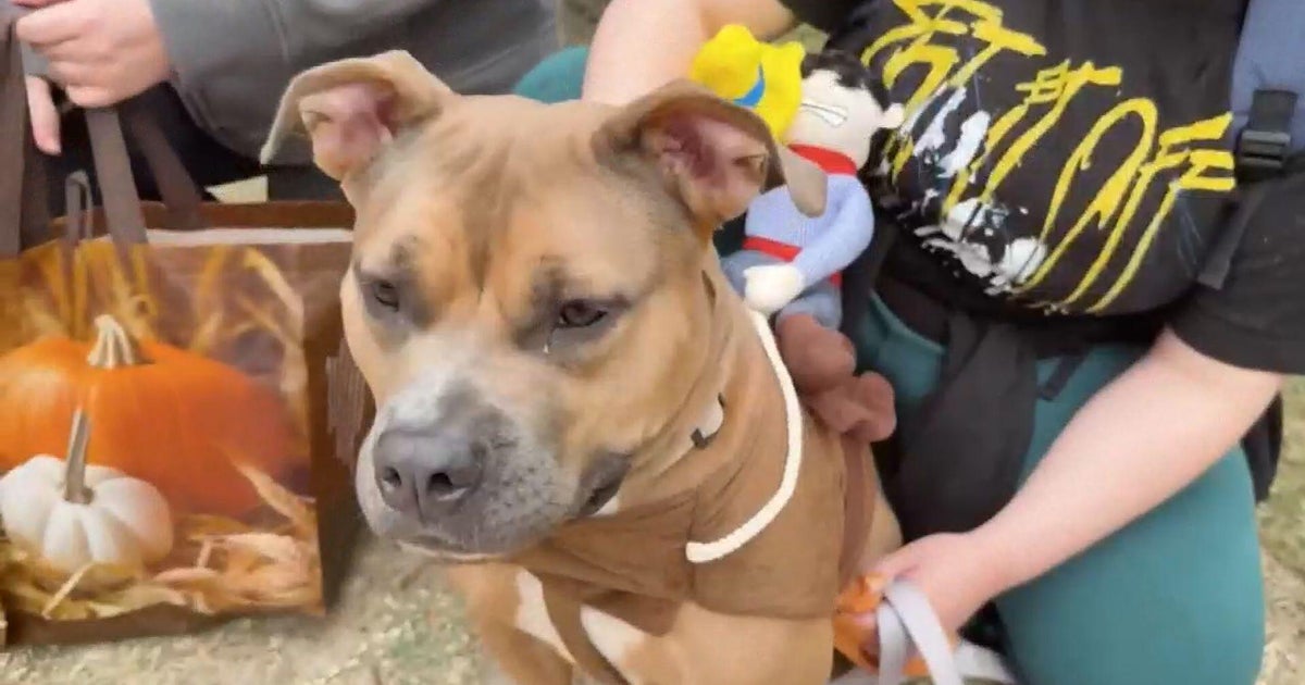 Experts warn of toxic human treats, other dangers for pets at Halloween