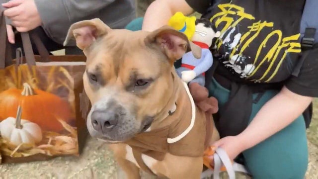halloween-dog.jpg 