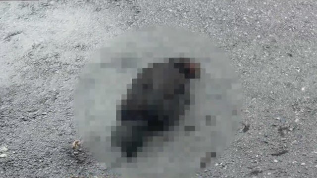 Hialeah doctor reports six dead chickens outside medical office building; cause is unknown