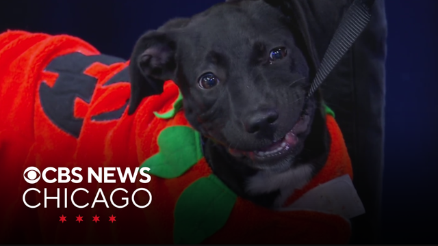Adopt Naomi from PAWS Chicago