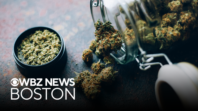 Massachusetts ballot Question 8 could reverse course on marijuana