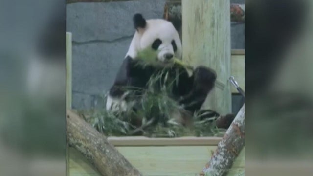 Zoo Atlanta shares panda video ahead of Nov. 6 public debut