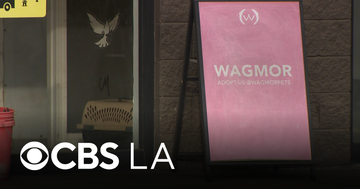 LA City Attorney sues Wagmor Pets over alleged "puppy laundering" operation