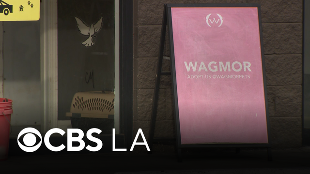 LA City Attorney sues Wagmor Pets over alleged "puppy laundering" operation