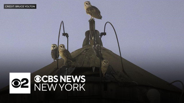 Workers spotted again at UWS water tower that was home to nest of barn owls