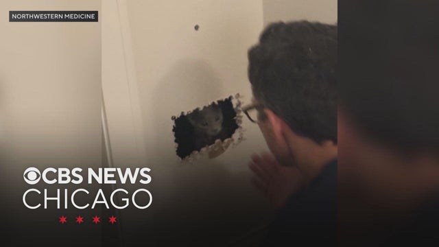 Northwestern lung doctor uses medical skills to rescue kitten from inside wall