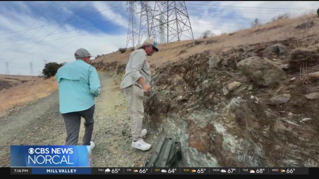 Bay Area scientists seek solutions to protect Santa Clara Valley dudleya