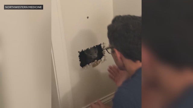 kitten-in-wall-clean.jpg 