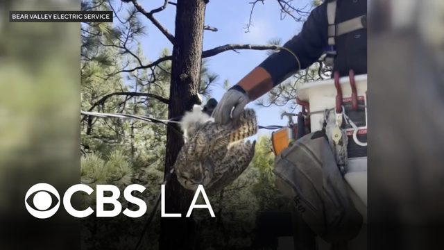 Big Bear linemen rescue owl dangling in in electrical wires