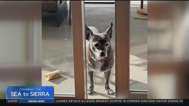 Oakland family calls for justice after their dog is killed in vicious attack by other dogs