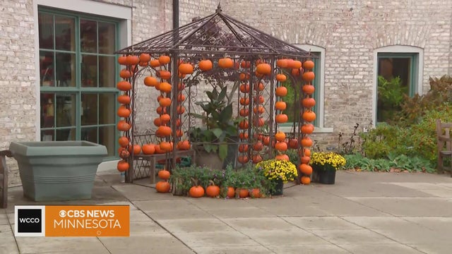 A perfect weekend to check out pumpkins at the arboretum