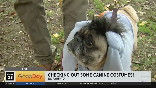 Halloween Festival & Pooch Parade, 10am